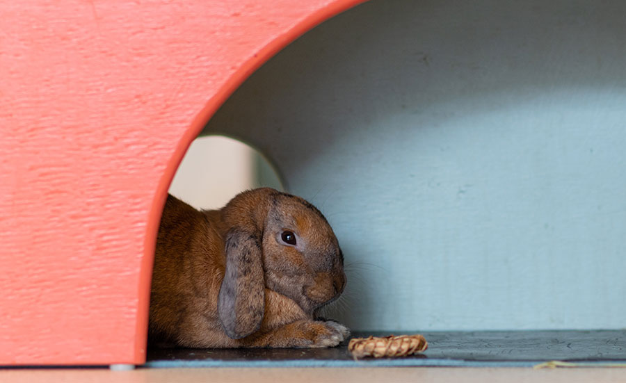 pet bunny in orange hutch with blue background
