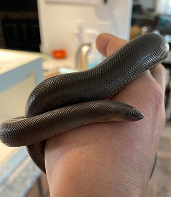 Rubber Boa