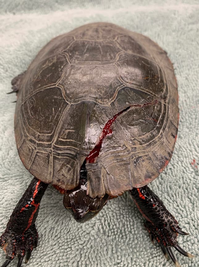 Turtle Shell Repair - Veterinary Medicine at Illinois