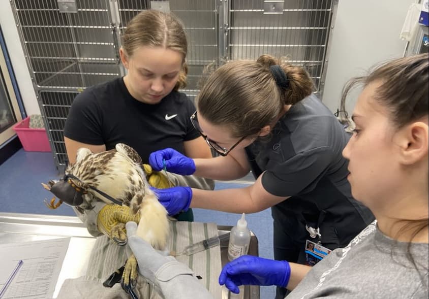 Three students examining a red tailed hawk