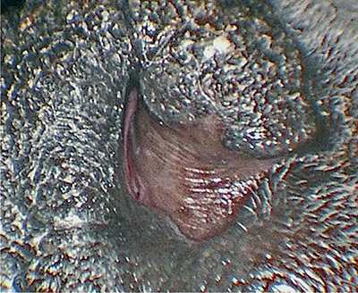 Dog Surgery Spotlight: Treating an Elongated Soft Palate in Brachycephalic  Dogs - Maryland Veterinary Surgical Services