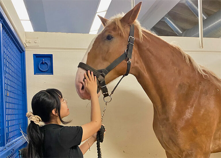 International Student Program Makes Connections Veterinary Medicine