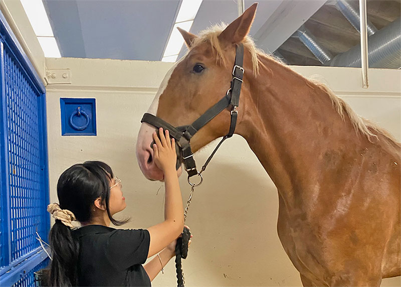 international student cares for a horse