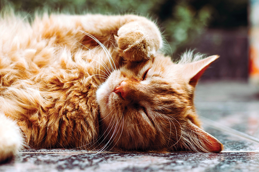 furry orange cat lying on the floor