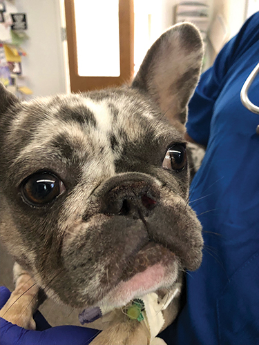 Brachycephalic dog held by clinician