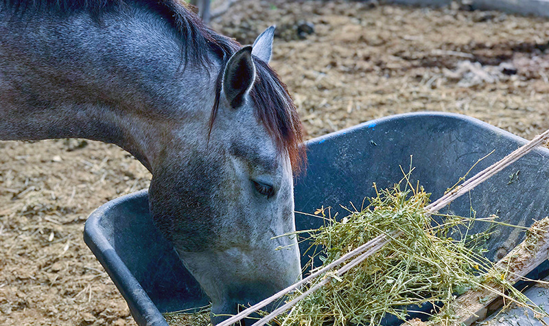 a horse eats grass from a wheelbarrow
