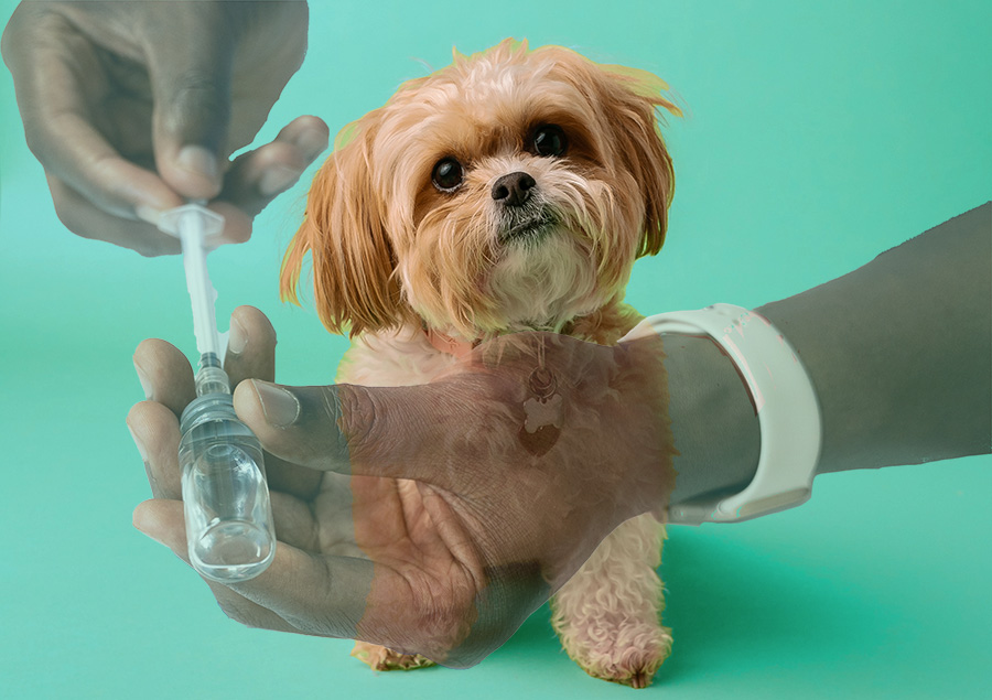 photo illustration of dog getting a shot