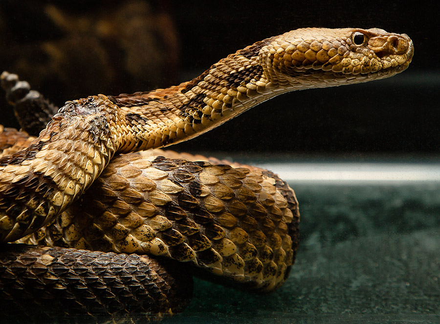 snake being treated for Ophidiomyces ophiodiicola