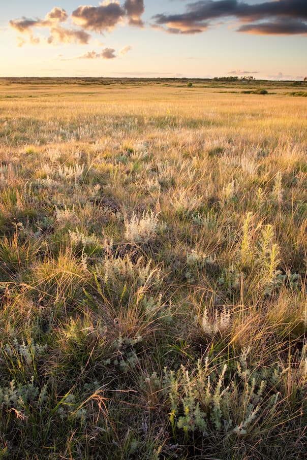 New Research From The U.S. Forest Service Says The Great Plains Grasslands  Are Maintained By Wind, Fire