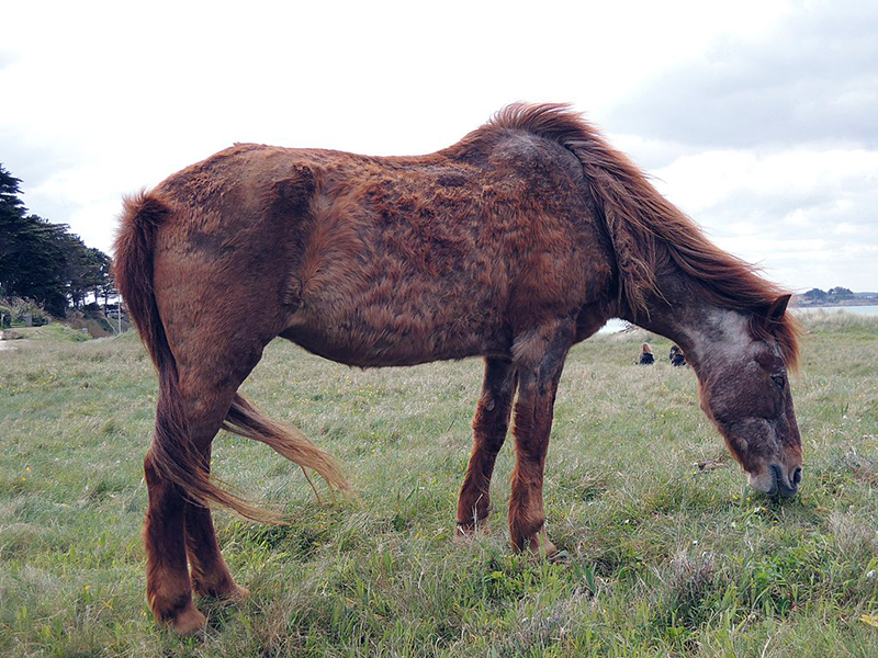 old horse in field