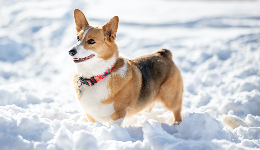 a corgi stands in snow and sunshine