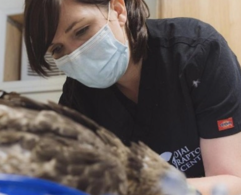 A low camera shot of Dr. Lewis working with a red tailed hawk