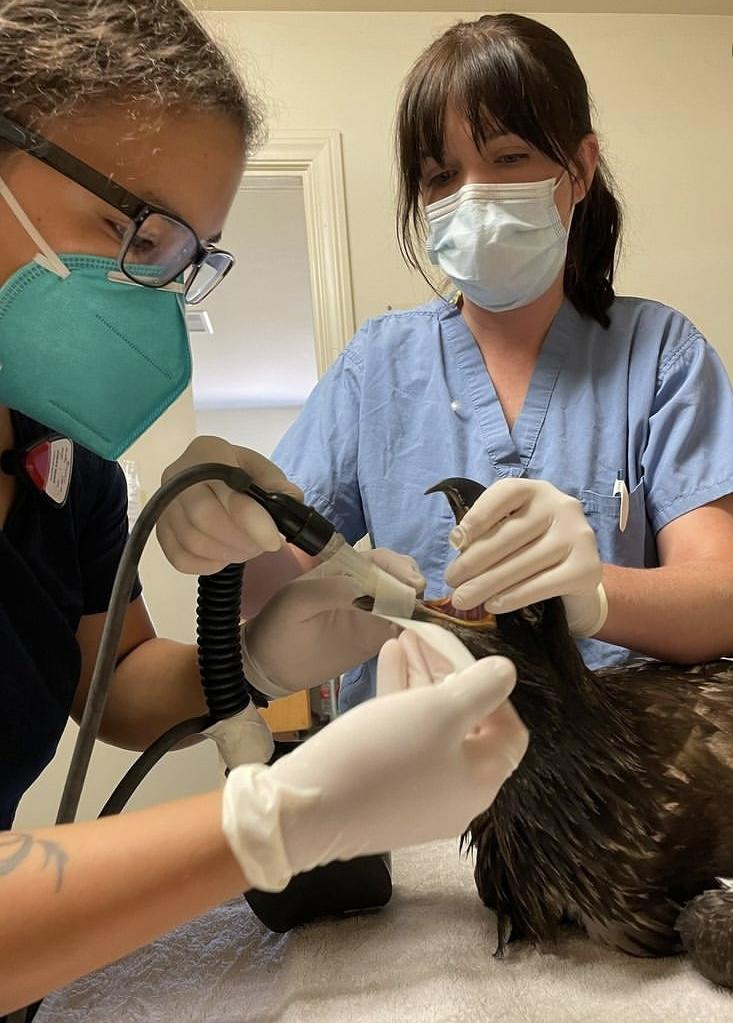 Dr. Lewis assisting with intubation of a young bald eagle.