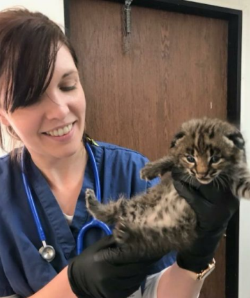 Dr. Lewis performing a physical exam on a baby wildcat.