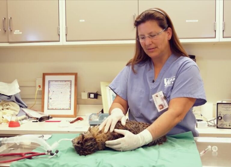 Dr. Whittington Veterinary Medicine at Illinois
