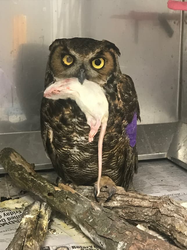 An adult great horned owl perching with prey in its beak. There is a purple wing wrap in the patient's left wing