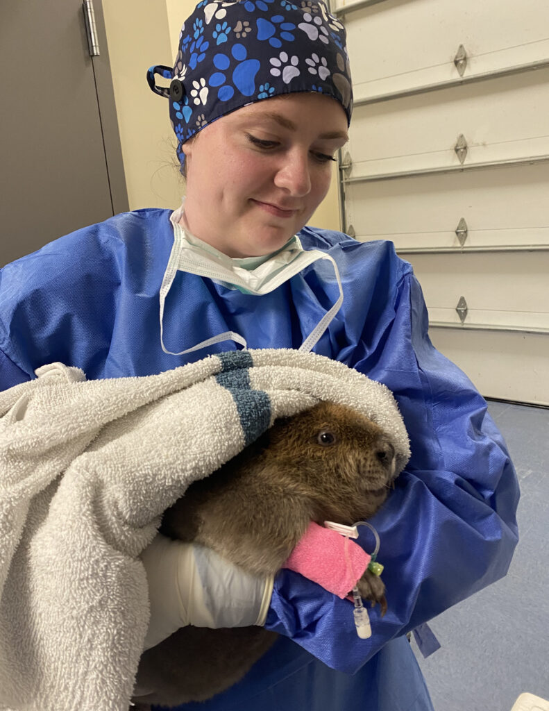 Thank You, Bri! - Veterinary Medicine at Illinois