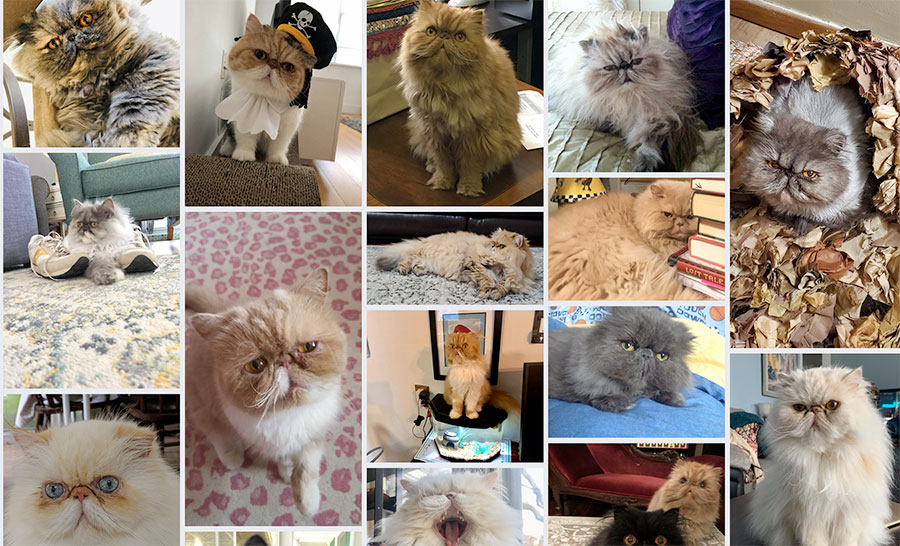 screen shot of Facebook photo album of cats from 2019