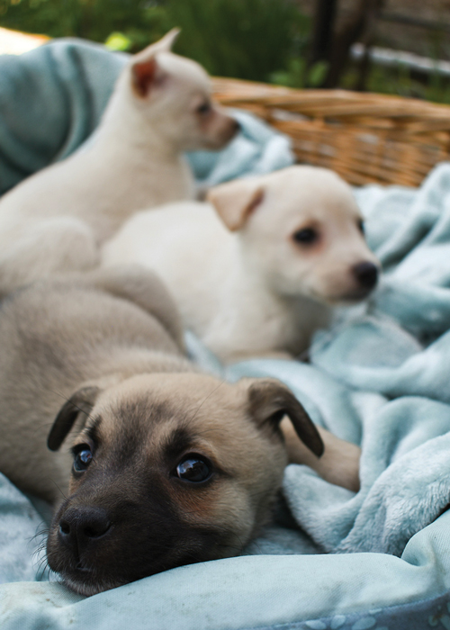 Three tan puppies lay on a blue blanket in a basket
