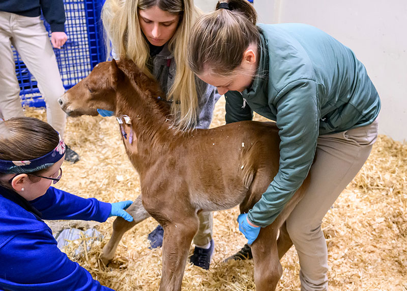 Students at the College of Veterinary Medicine learn about caring for a foal.