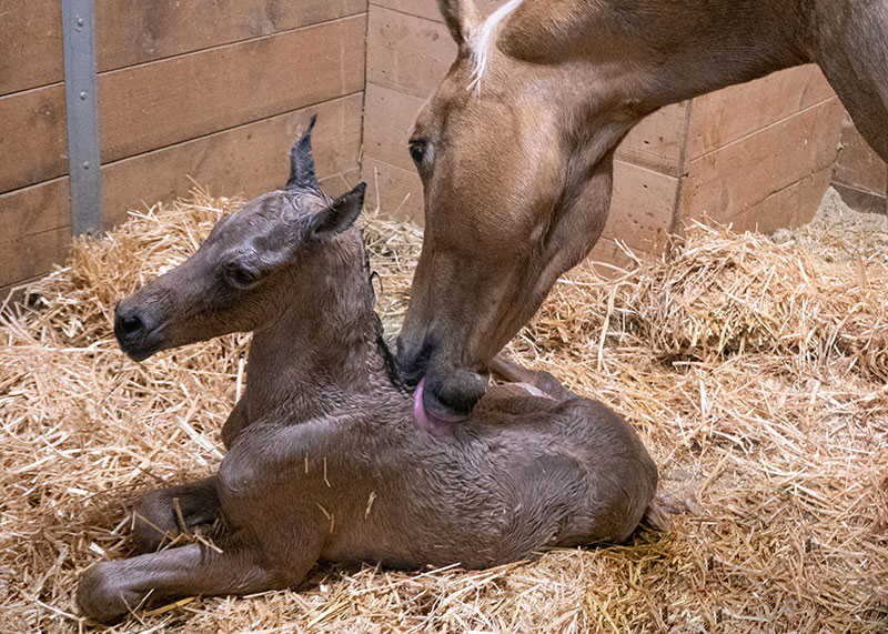 a mare licks her newborn foal