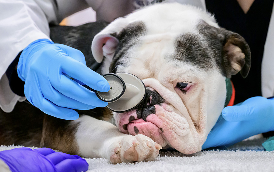 A veterinarian holds a stethoscope to the nostrils of a bulldog