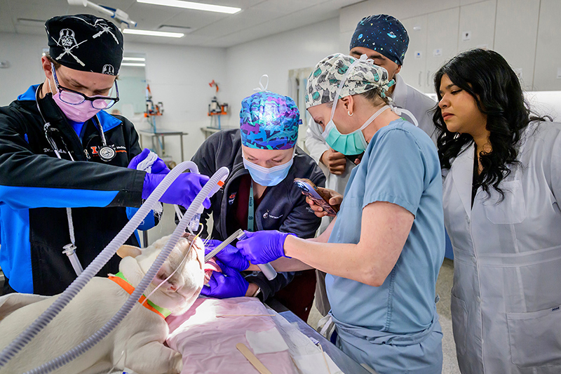 a veterinary team prepares a bulldog for surgery.