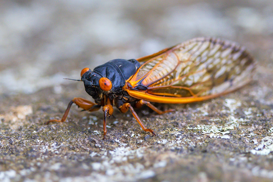 Cicada on a rock