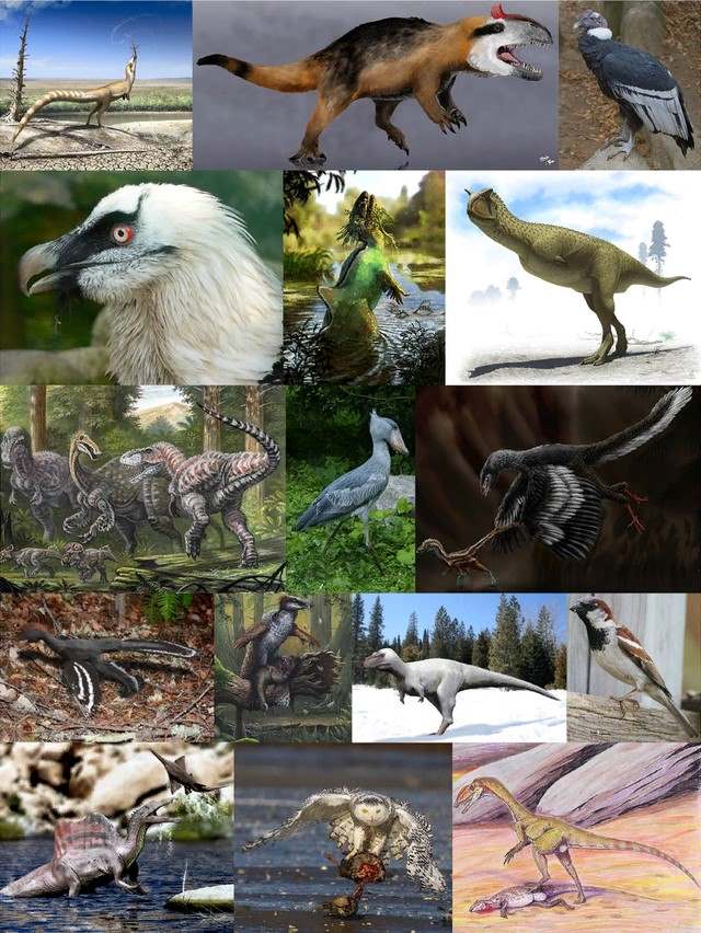 Therapod dinosaurs and how they evolved to modern birds.