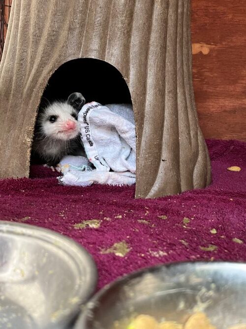 Photo of a baby opossum. 