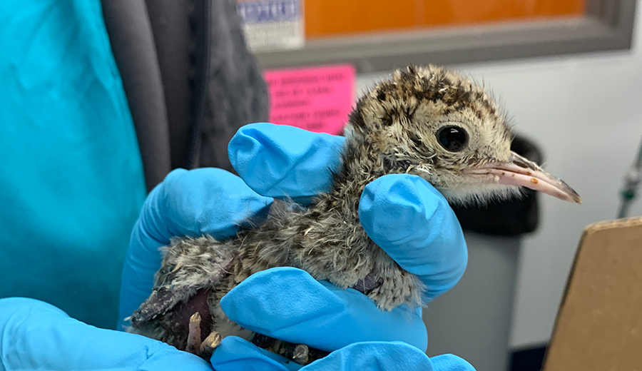 A young bird receives care at the Wildlife Medical Clinic