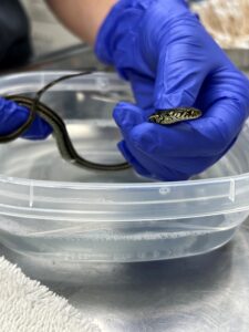Gloved hand holding a garter snake over water