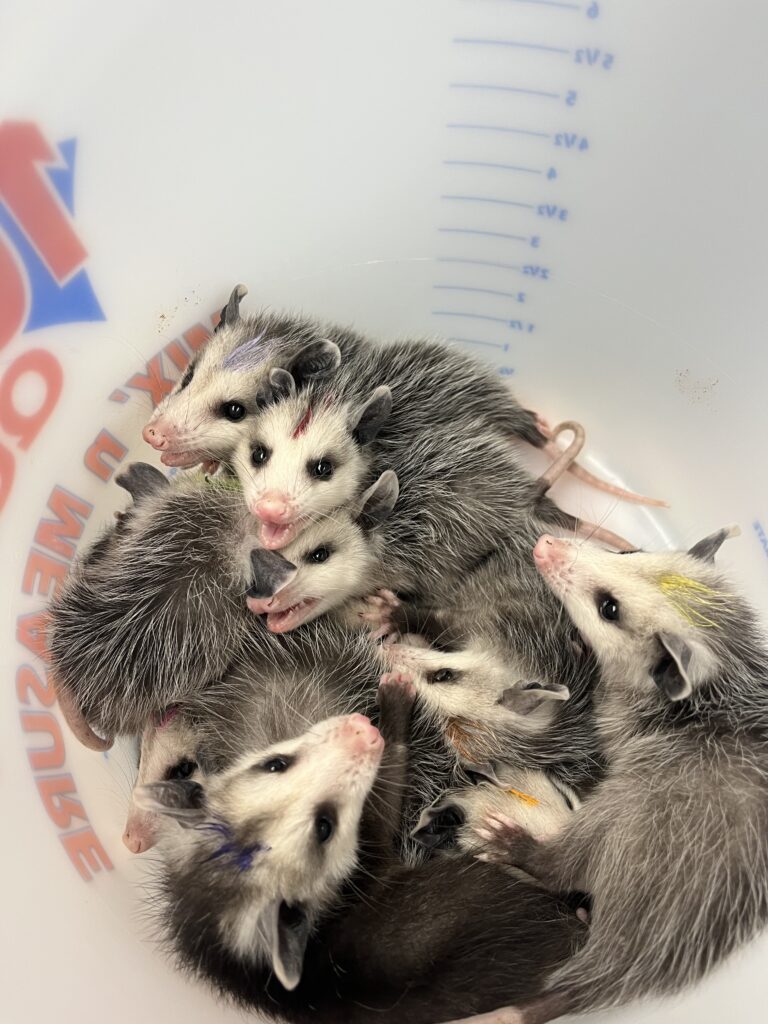 Baby opossums (not the ones described in this story).