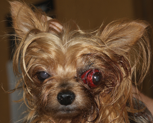 Yorkshire terrier with bulging red eye.