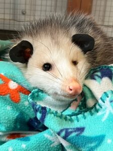 Virginia Opossum , Petunia, resting on a fleece blanket.