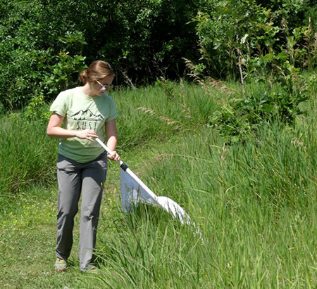 vet student pulls an expanse of cloth through a grassy area to capture ticks