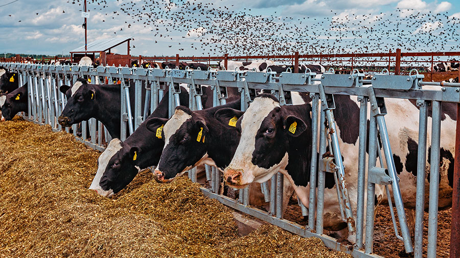 dairy cows outdoors by birds