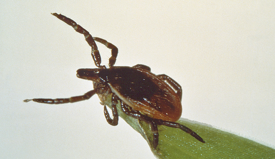 close-up of tick "questing" for a host