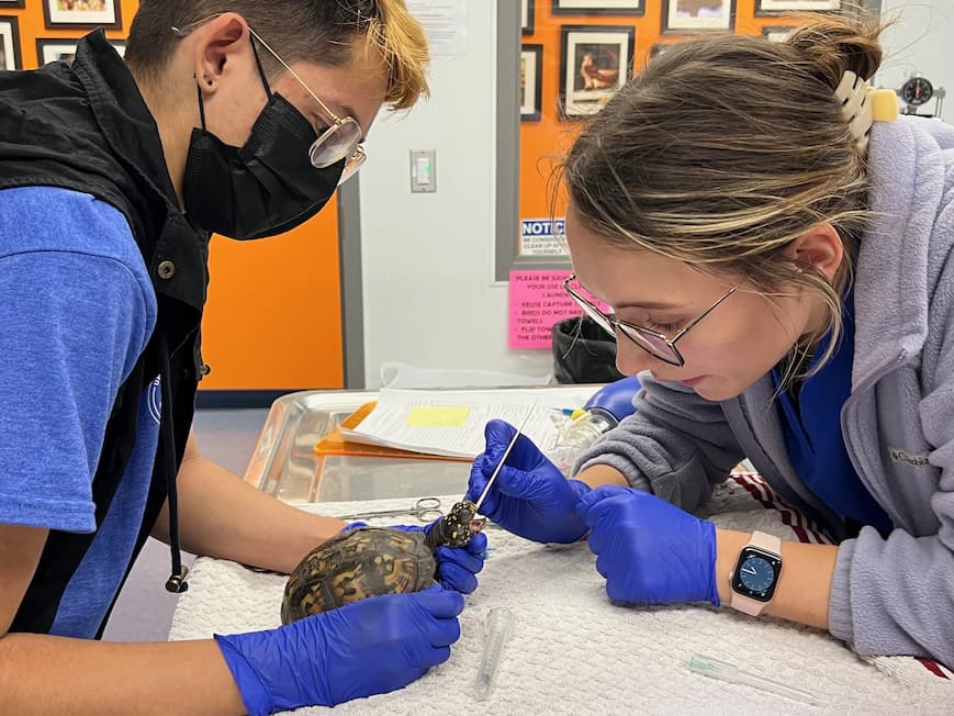 Two vet students examine a box turtle. One is gently holding the turtle with its head extended and the other is placing a tube in its mouth.