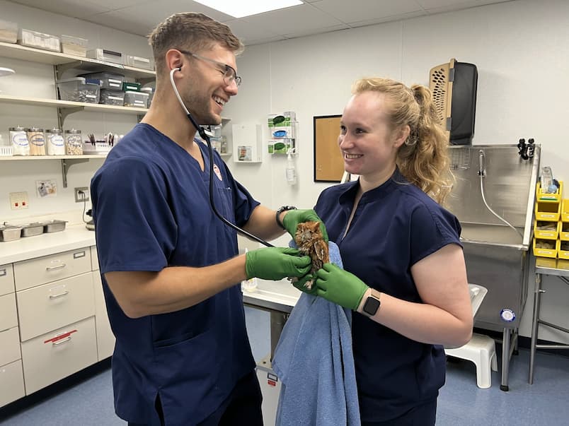 Dr. Ready and former student Manager, Chloe examining a screech owl patient in the treatment room at the Wildlife Medical Clinic.