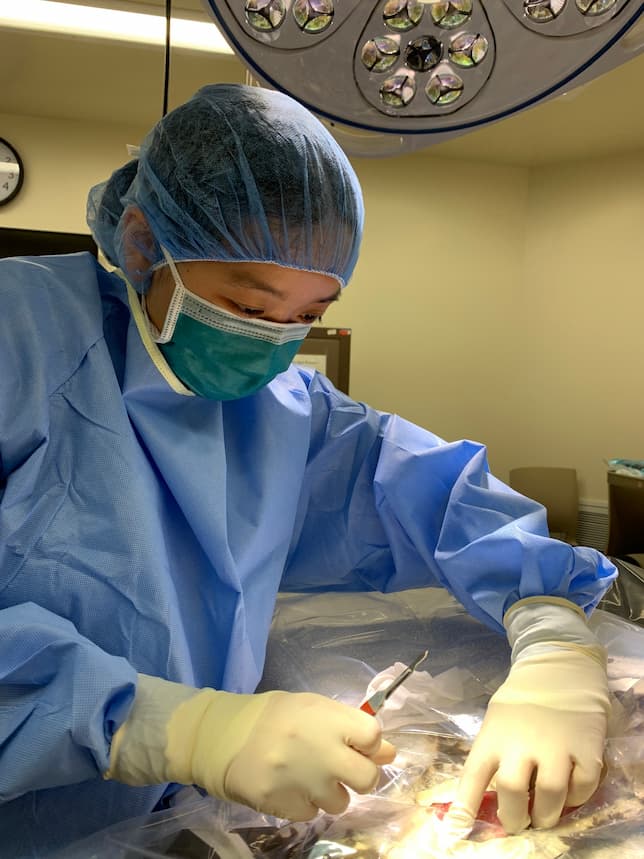 Dr. Wong with scalpel in hand, getting ready for a surgical procedure on a wildlife patient.