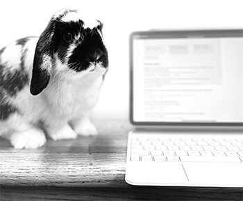 bunny sitting on table next to laptop