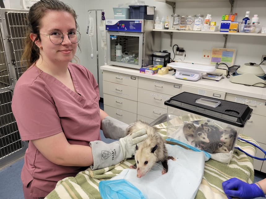 Summer clinical intern Rachel restrains a mother Virginia Opossum on an exam table, while wearing a pair of leather glove. At the end of the table is a small clear carrier that is full of baby Virginia Opossum waiting to be re-united with mom after her exam.