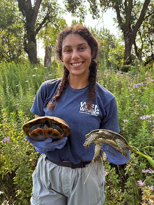 Veterinary student Jaime Lyke holds a turtle in each hand