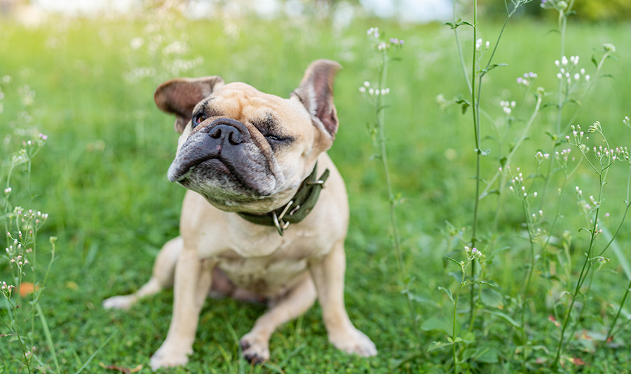 French bulldog shaking its head from allergies