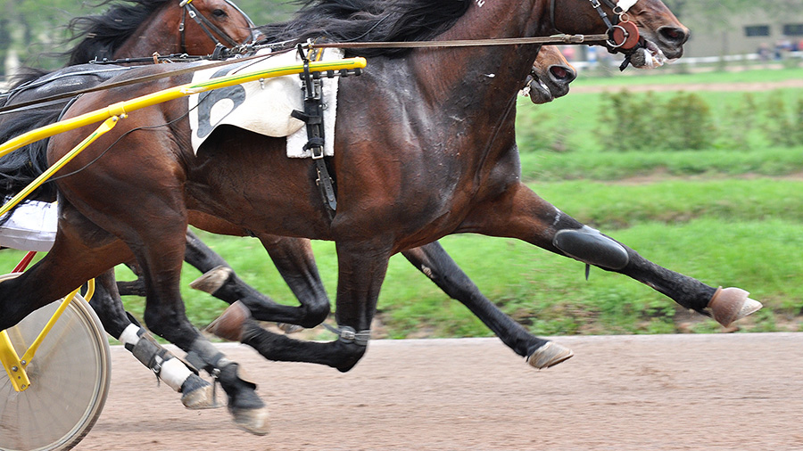 tight shot of the legs of three harness-racing horses