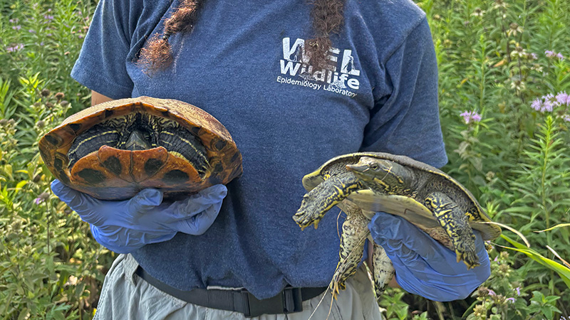 a student holds two turtles trapped for a health monitoring study