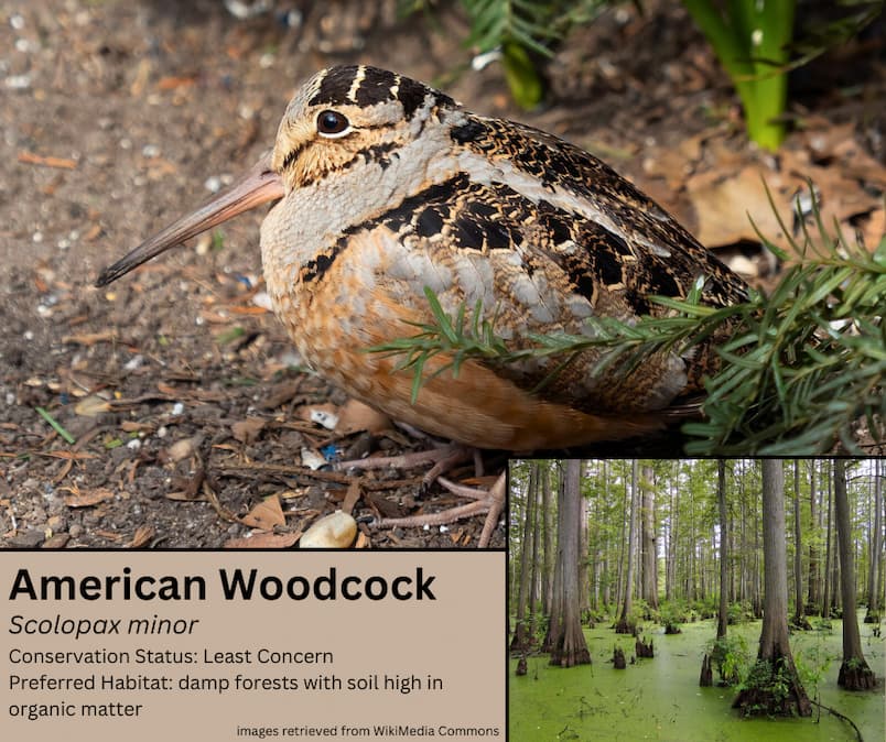 Image of an American Woodcock. Bottom left has common name (American Woodcock), scientific name (Scolopax minor), conservation status (Least concern), and preferred habitat (damp forests with soil high in organic matter). 