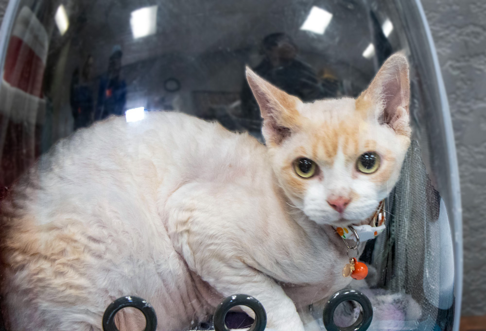 White and tan cat in a spaceship clear backpack