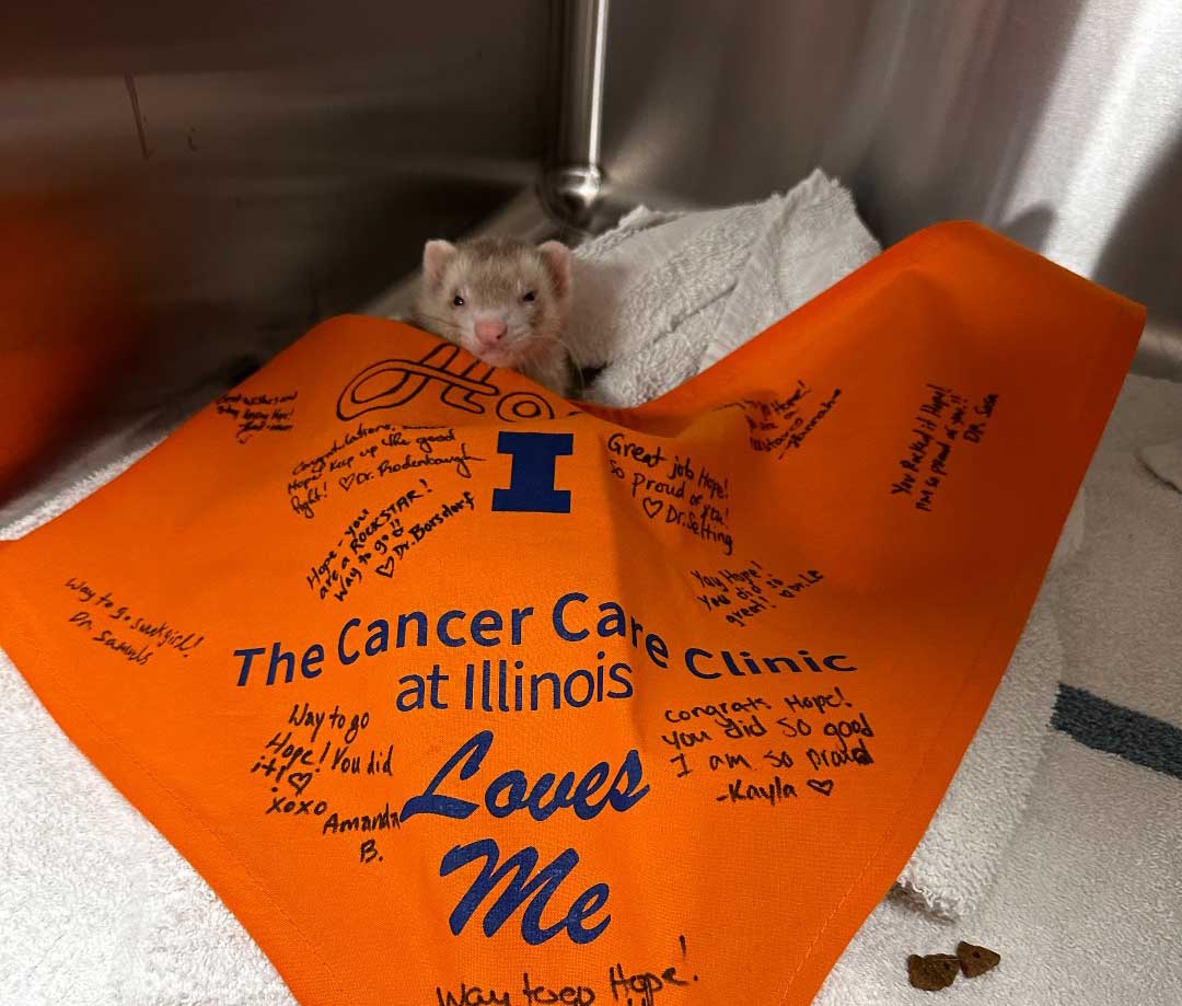 Hope, a ferret, with a large orange Cancer Care at Illinois bandana draped over her with good wishes written all over.